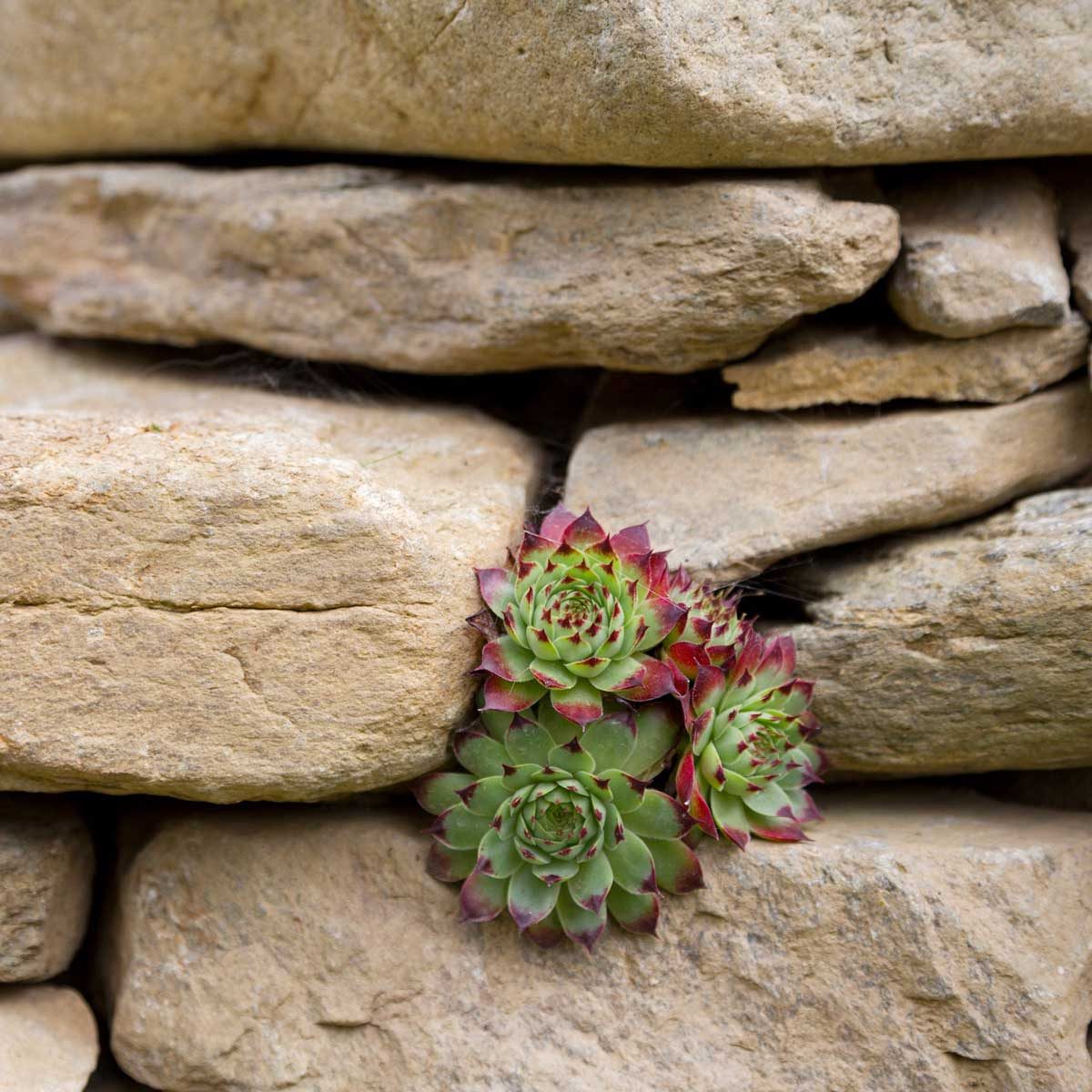 10 Best Plants for Rock Gardens The Family Handyman