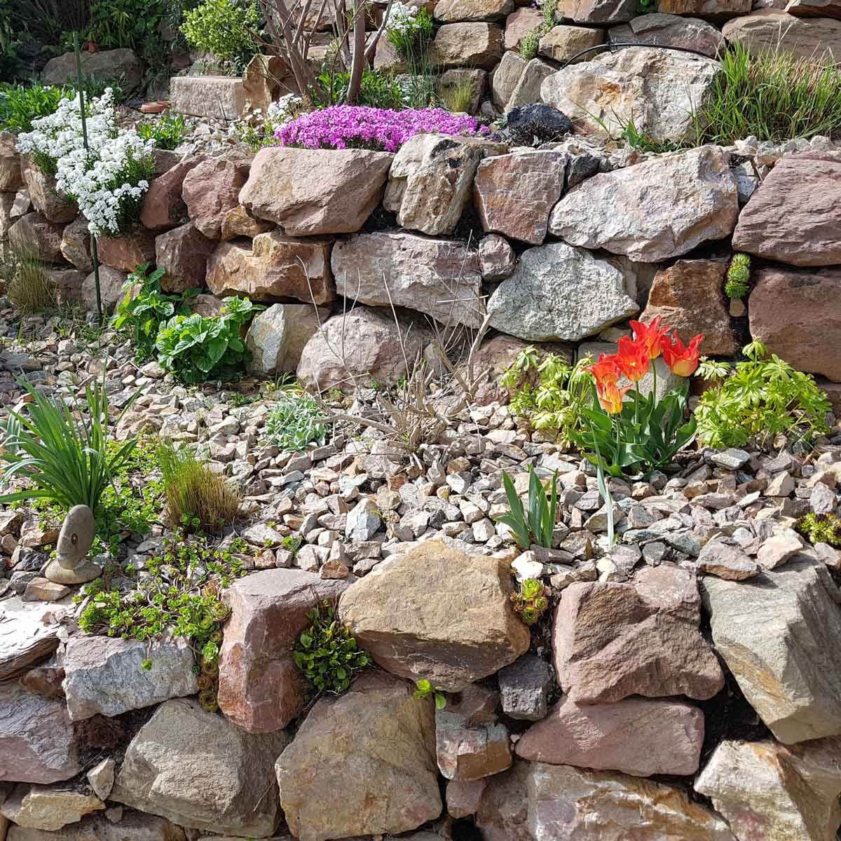 10 Best Plants for Rock Gardens