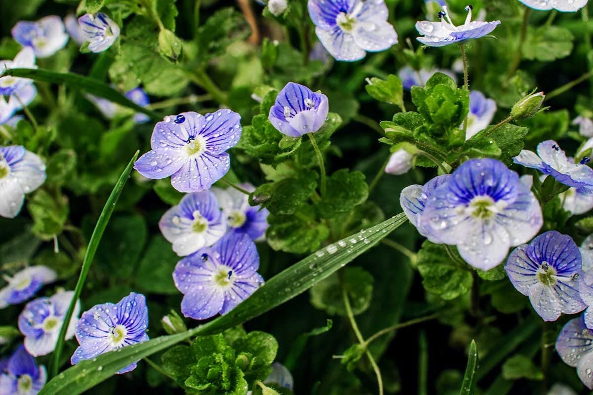 What Is Speedwell and How Do I Get Rid of It?