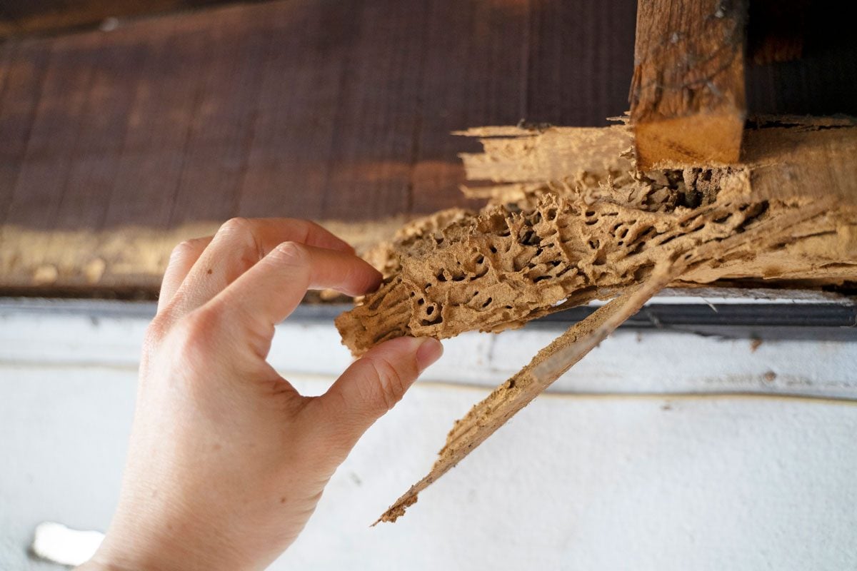 7 Signs You Might Have a Termite Infestation