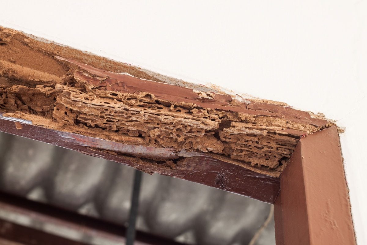 Can You Repair Termite Damage To Your Home?