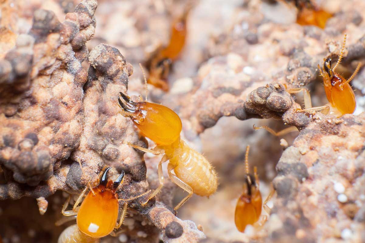 Termites 101: Everything You Need To Know