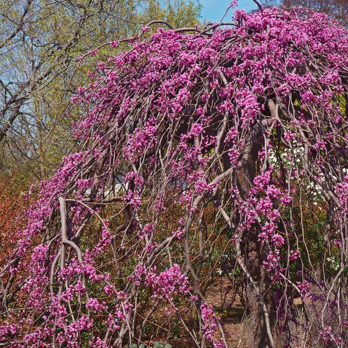 Types Of Dwarf Weeping Trees