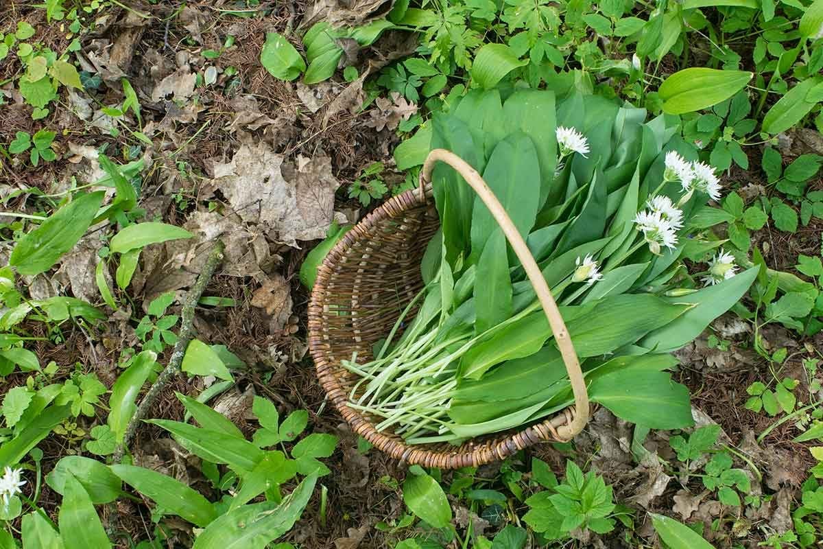 What Is Wild Garlic and How Do I Get Rid of It?