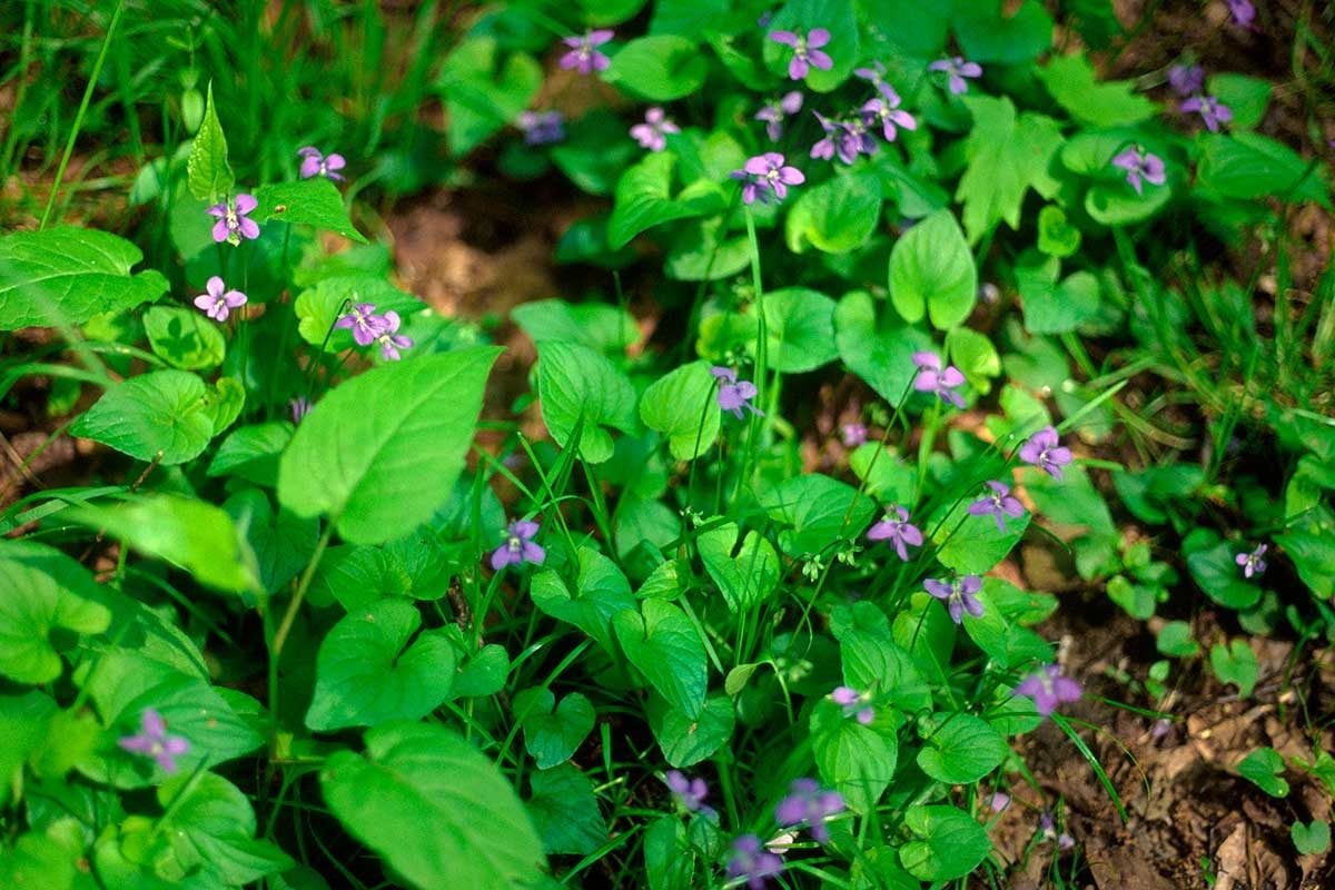 What Are Wild Violets and How Do I Get Rid of Them?