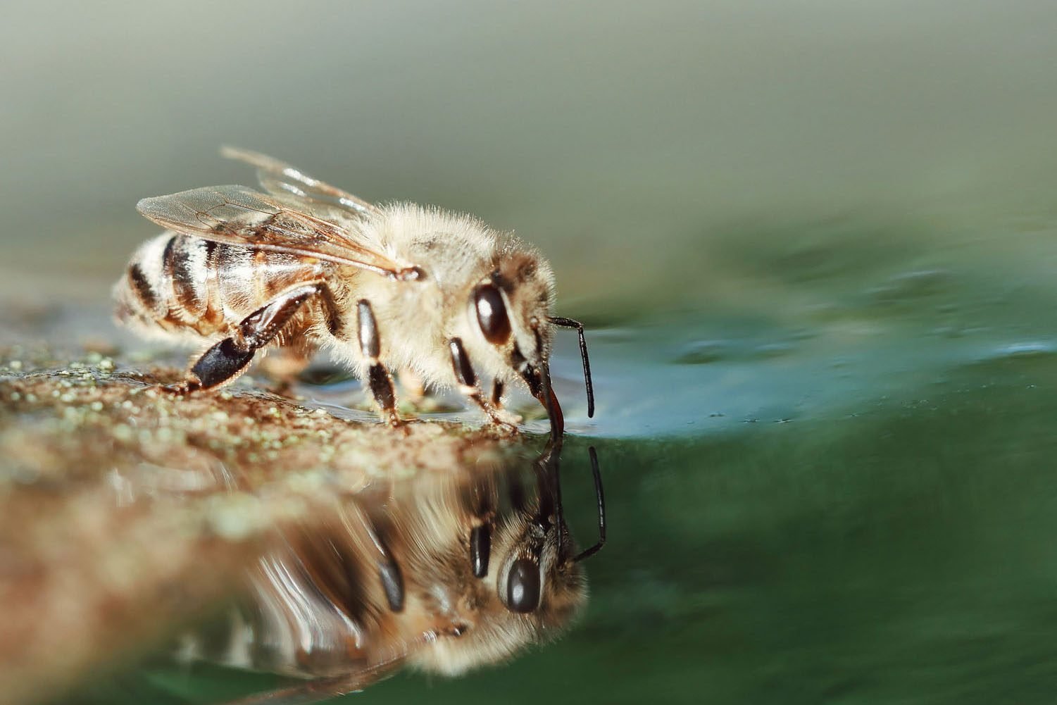 Close Up Of Honey Bee Drinking Water