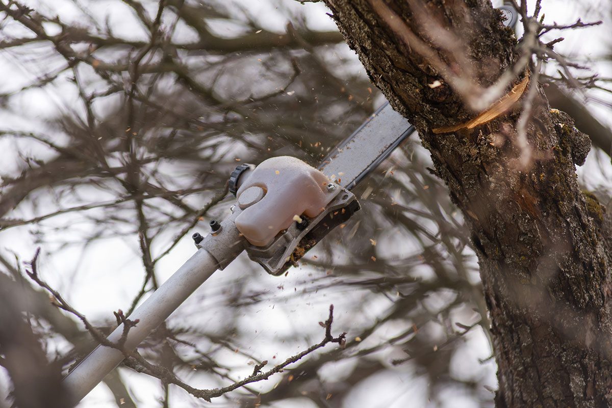 Homeowner's Guide to Tree Pruners and Loppers