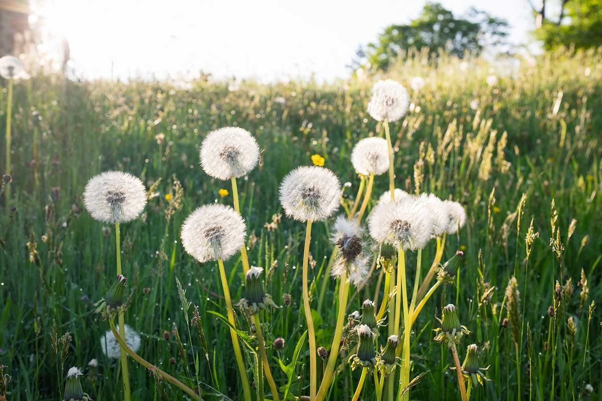 12 Invasive Plants You Don't Want In Your Yard