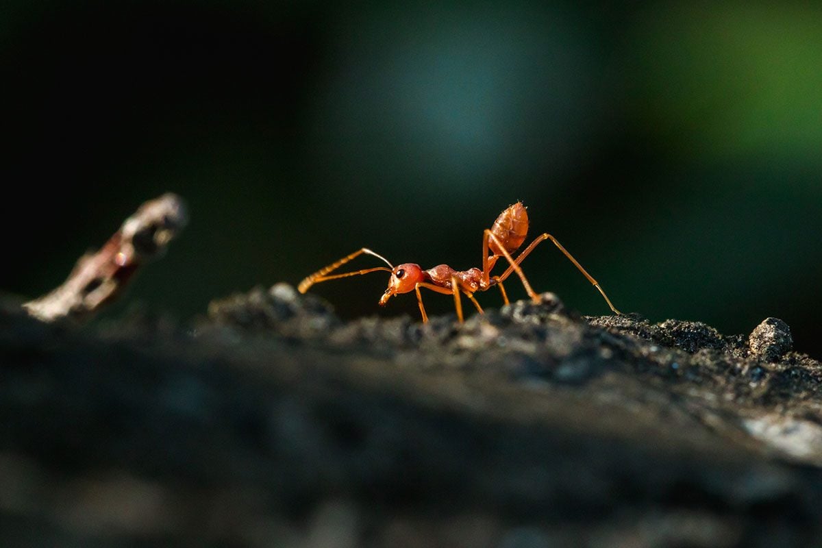 What Are Fire Ants and How Do I Get Rid of Them?