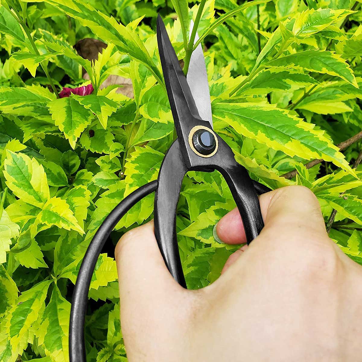 5 Best Garden Scissors of 2022 Family Handyman