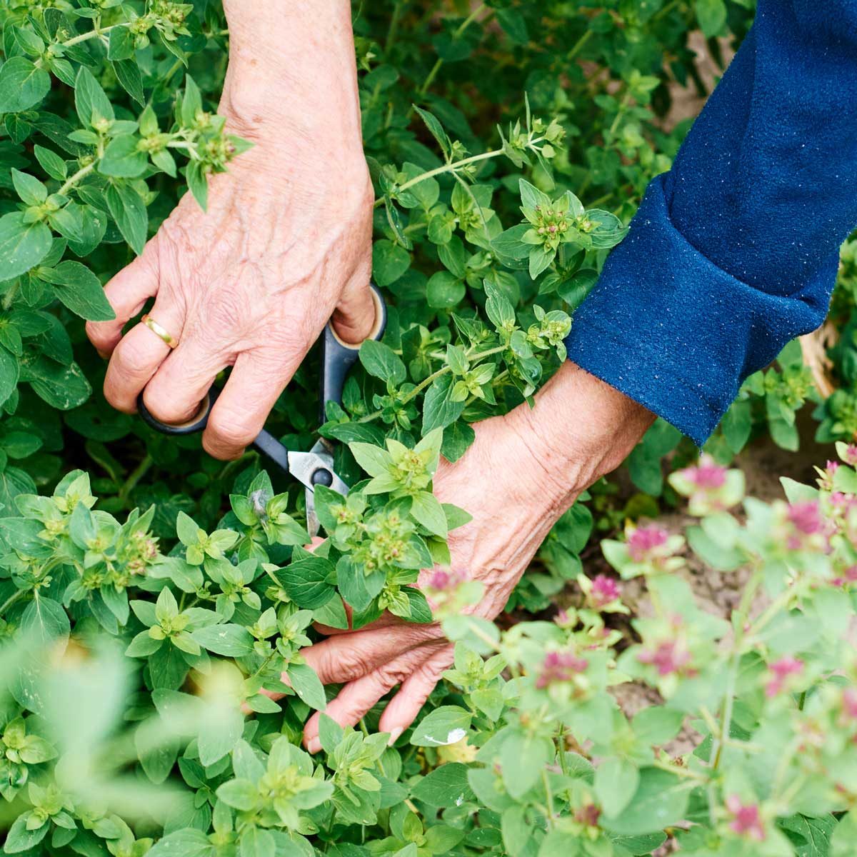 5 Best Garden Scissors of 2024