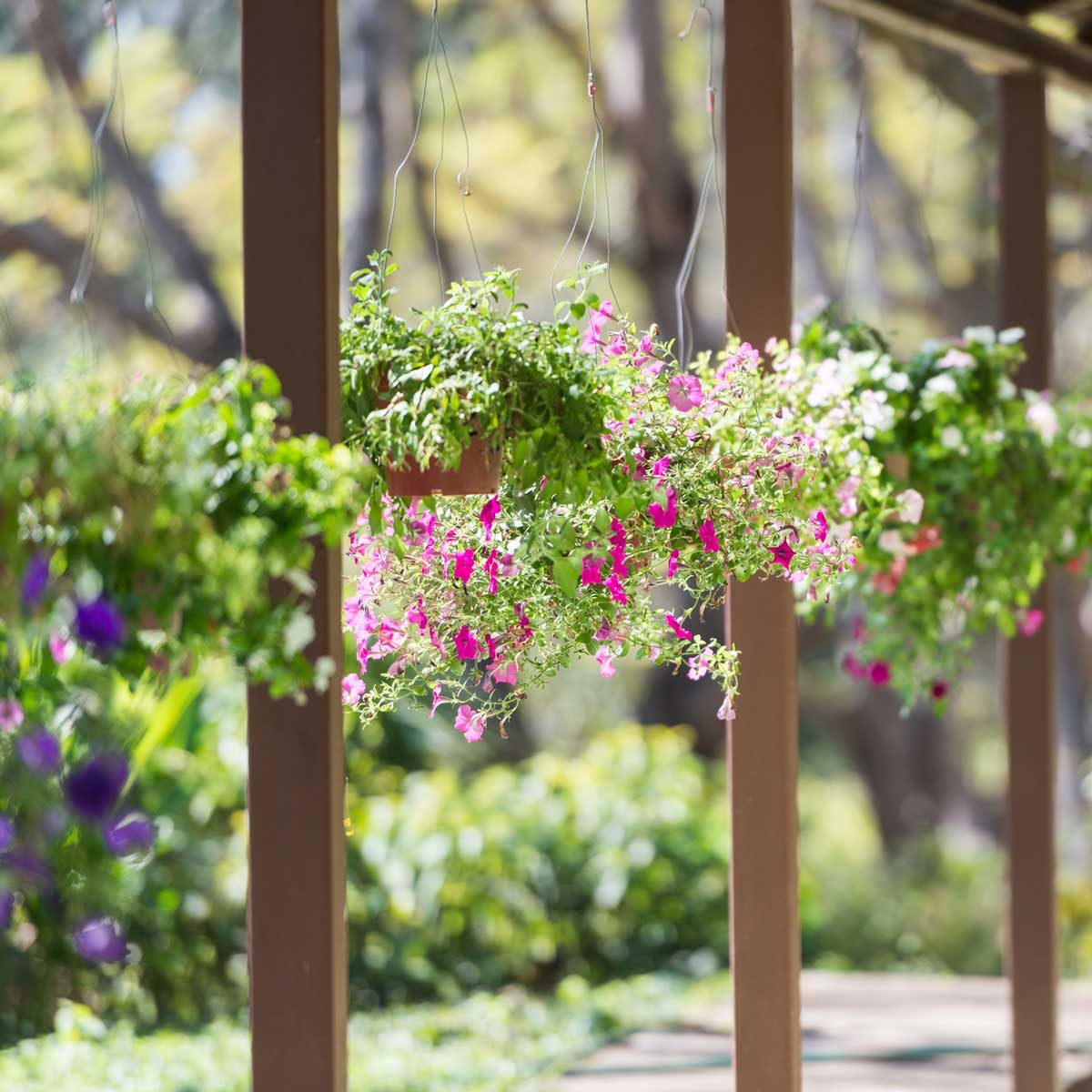 8 Best Outdoor Hanging Plants for Your Patio