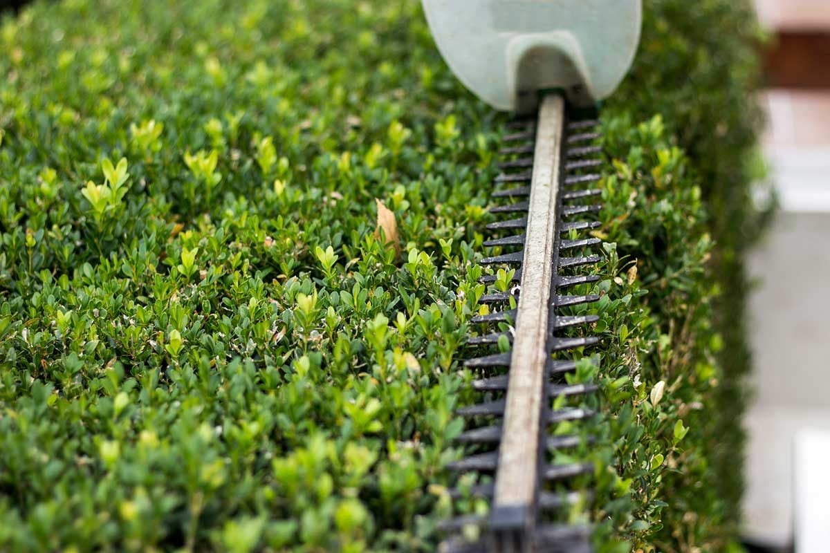 Hedge Trimmers: What To Know Before You Buy