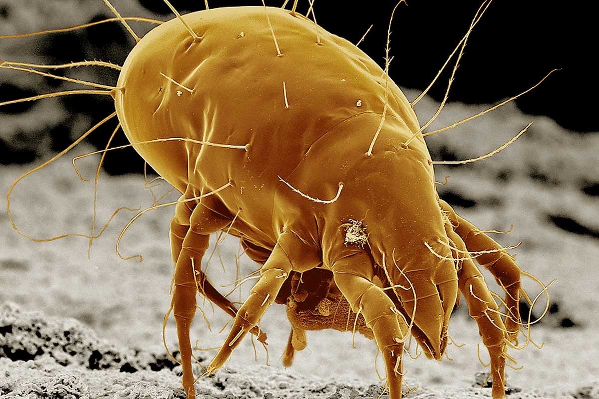 What to Know About Mites