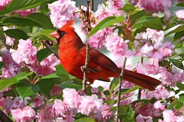 Northern Cardinal Alan Hailston