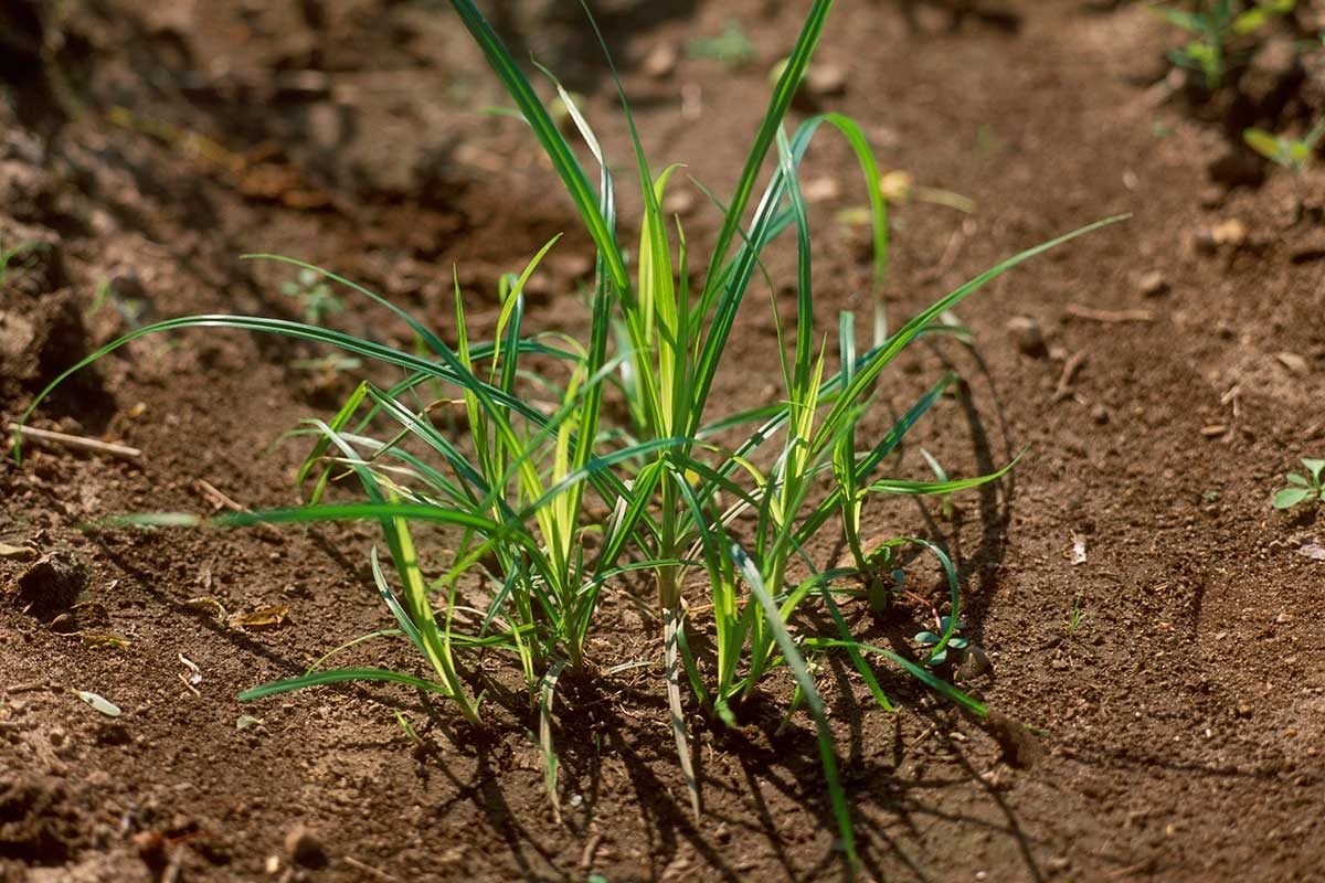 What Does Nutsedge Look Like and How Do I Get Rid of it?