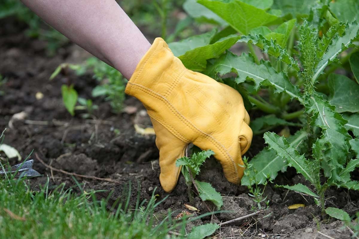 8 Common Mistakes People Make When Treating Weeds
