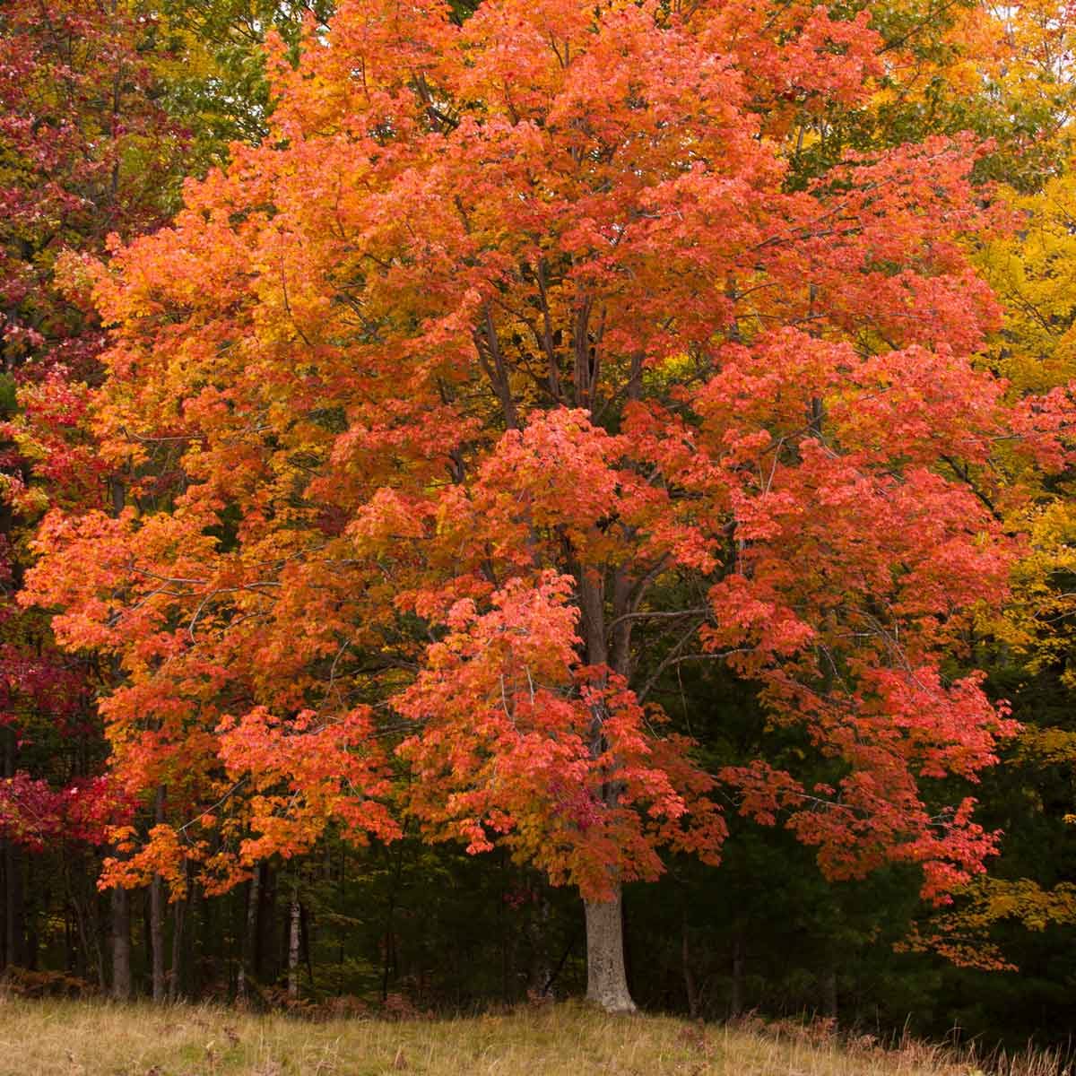 11 Fast-Growing Shade Trees