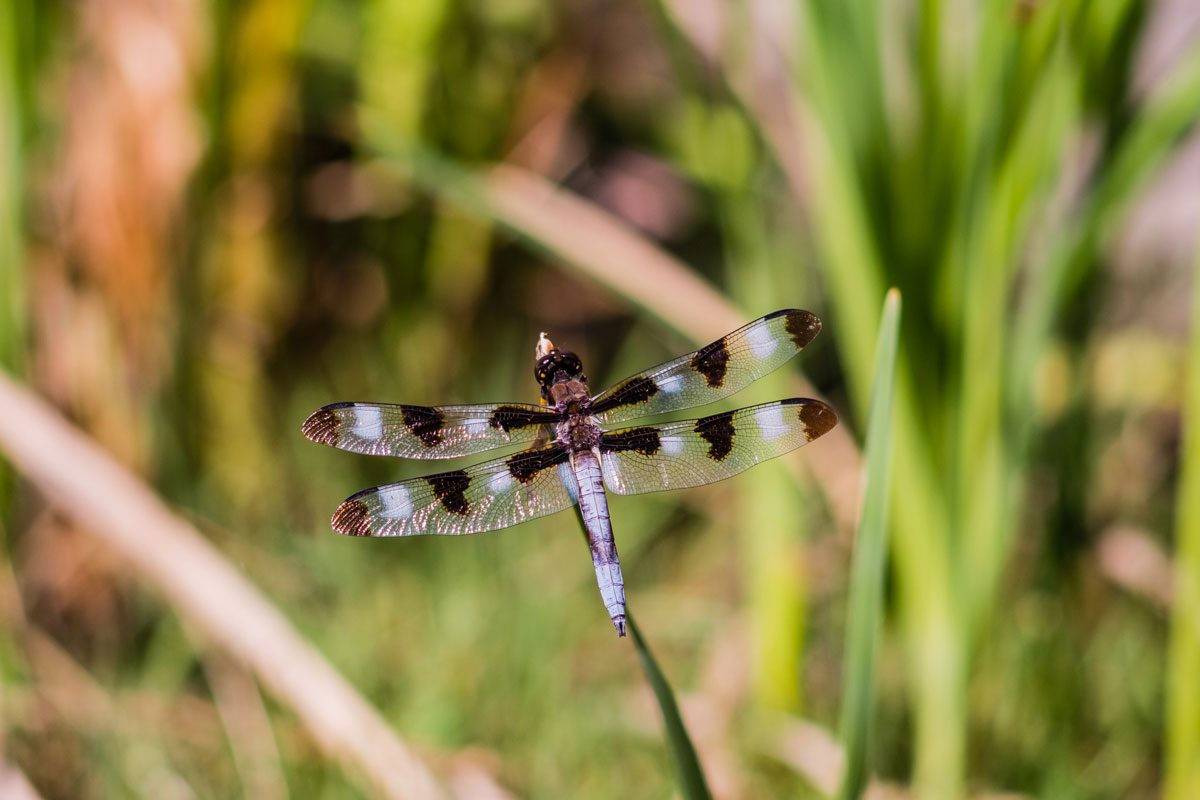 6 Plants That Attract Dragonflies Family Handyman