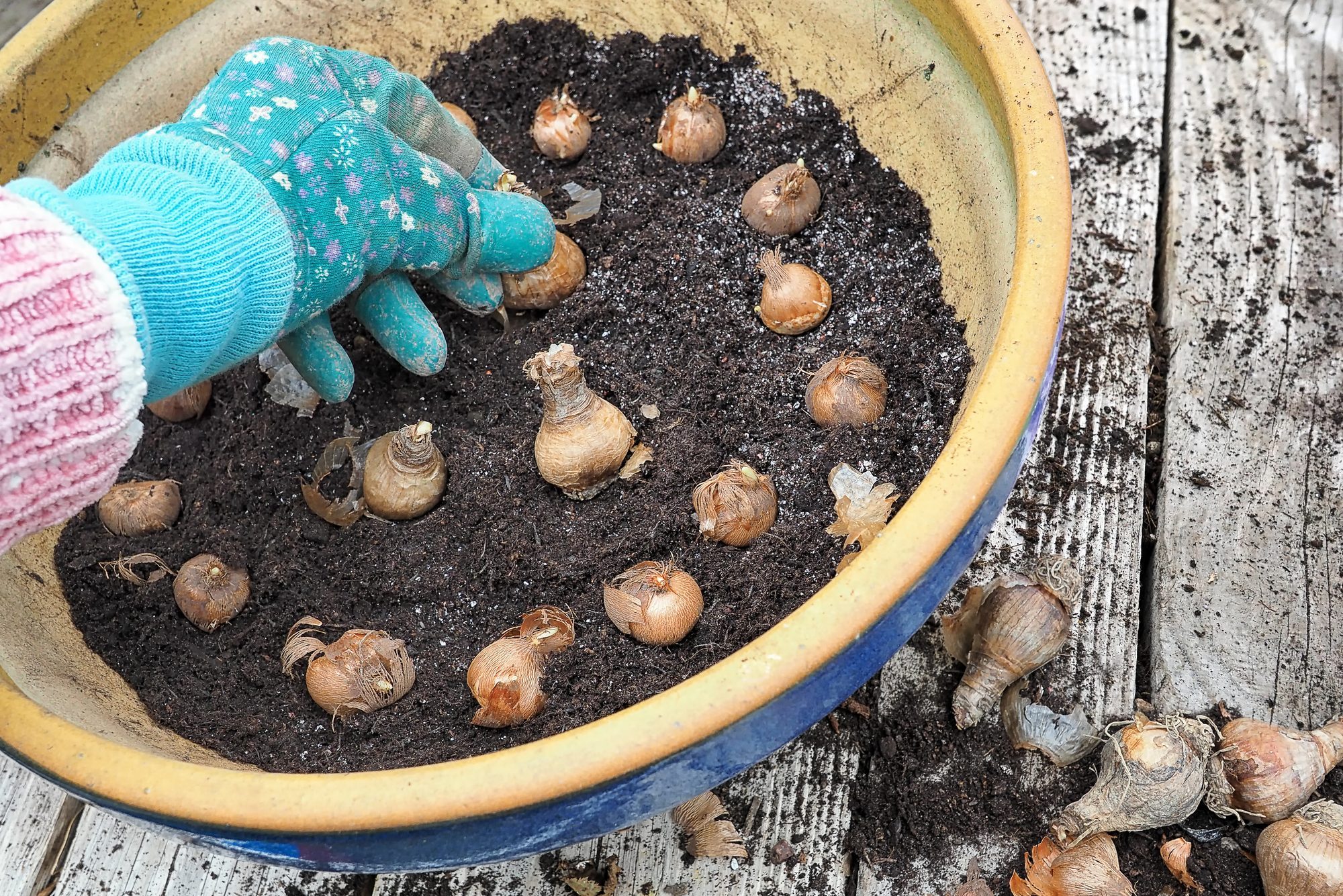 What To Know About Planting Bulbs in Pots The Family Handyman