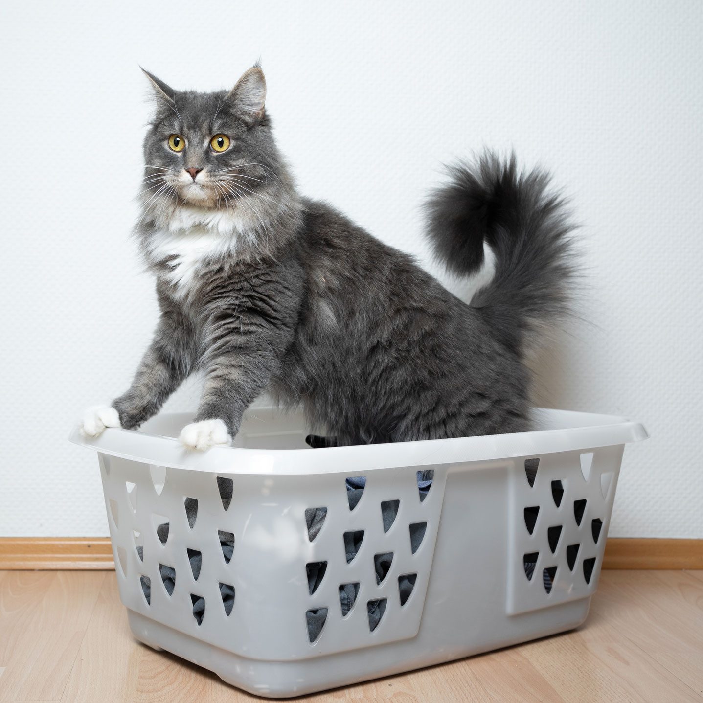 How To Get Cat Urine and Its Smell Out of Clothes The Family Handyman