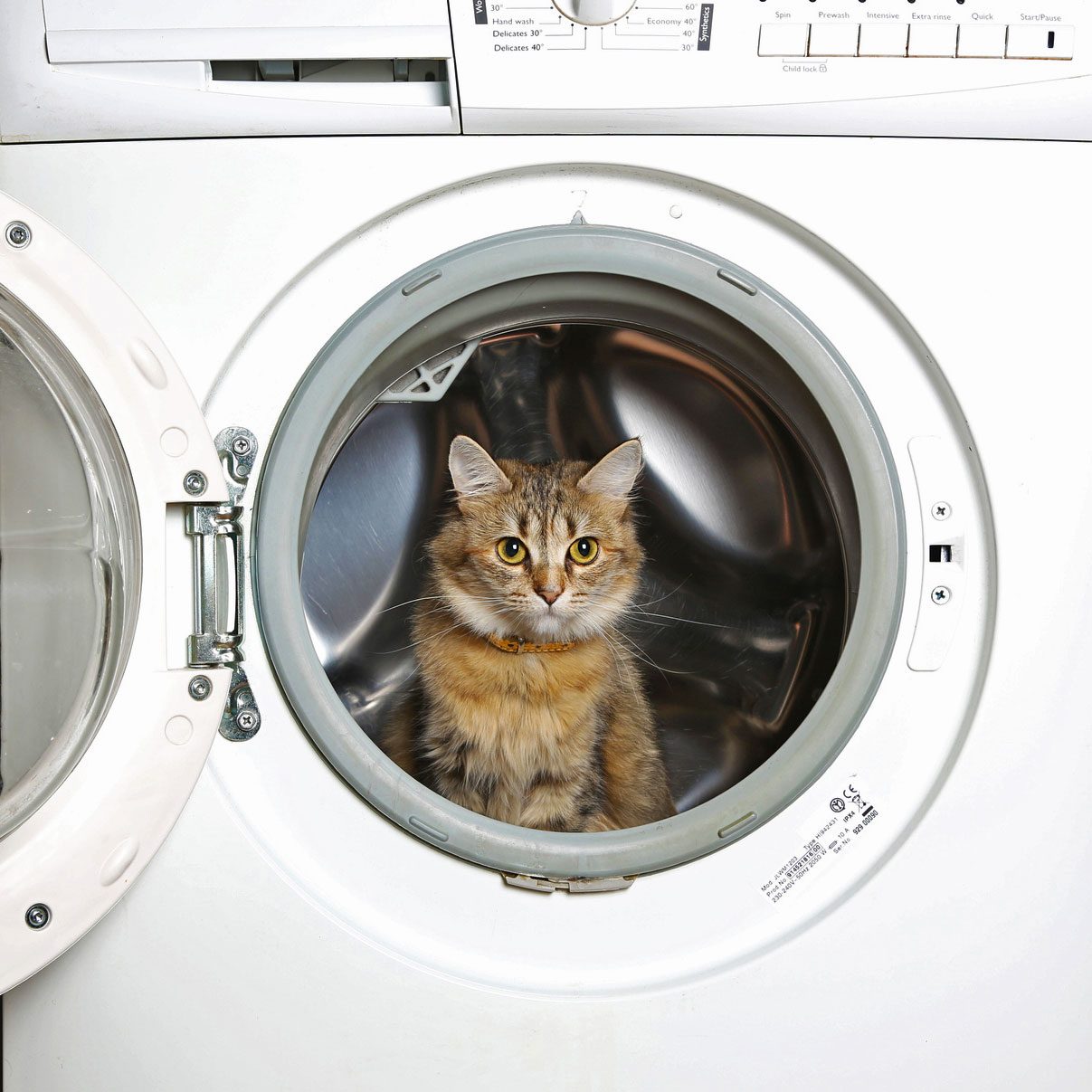 How To Get Cat Urine and Its Smell Out of Clothes