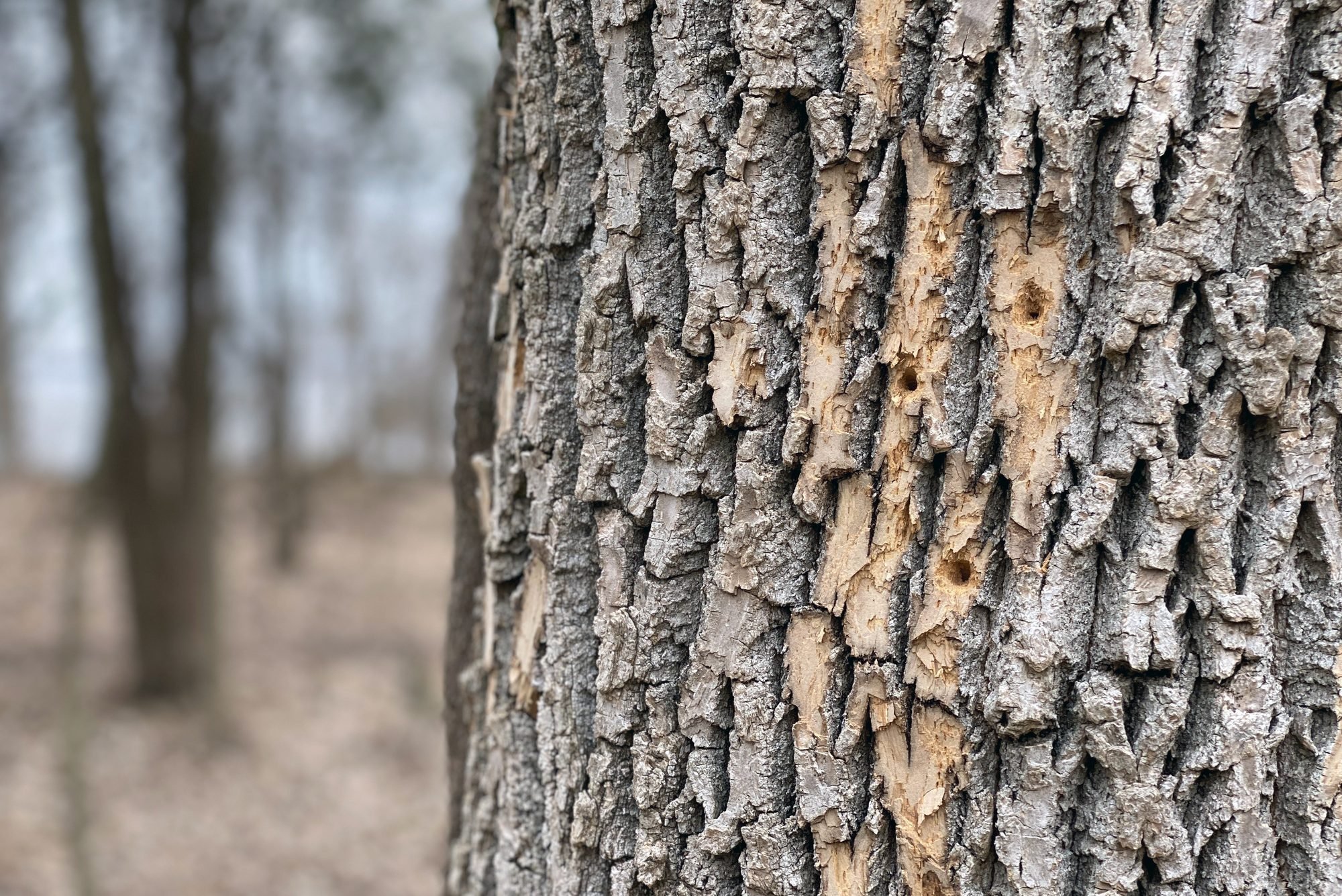 9 Signs Your Tree Is Dying