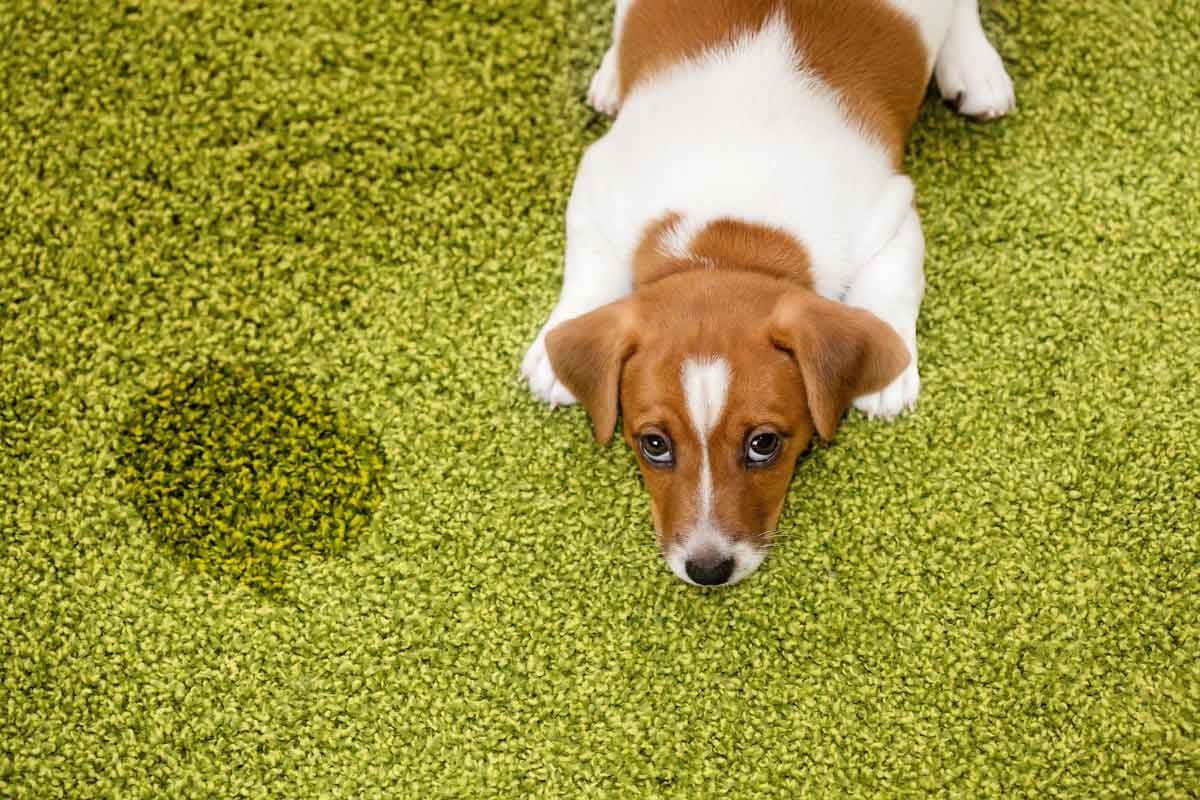 Dog poop smell out of outlet carpet