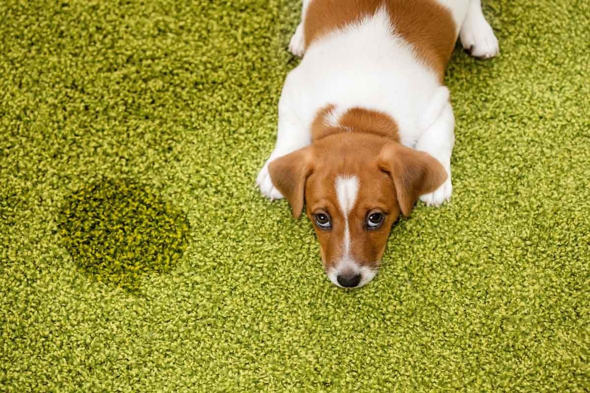 How to Get the Pet Urine Smell Out of the Carpet