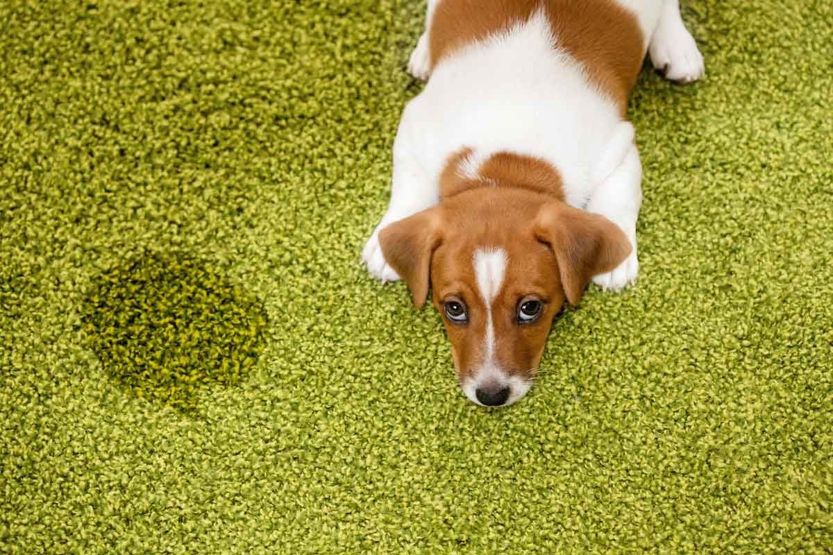 dog peeing on pillows