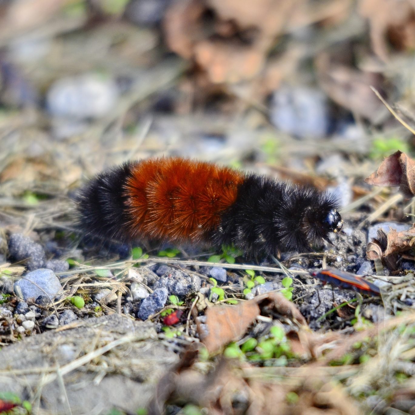 What Is a Woolly Bear Caterpillar?