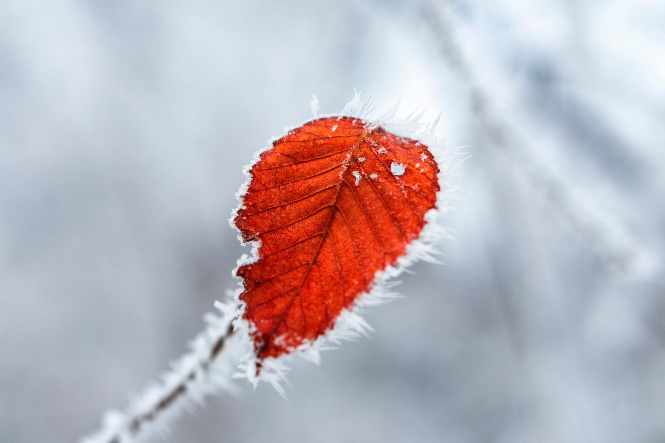 What Happens To Leaves During Winter?