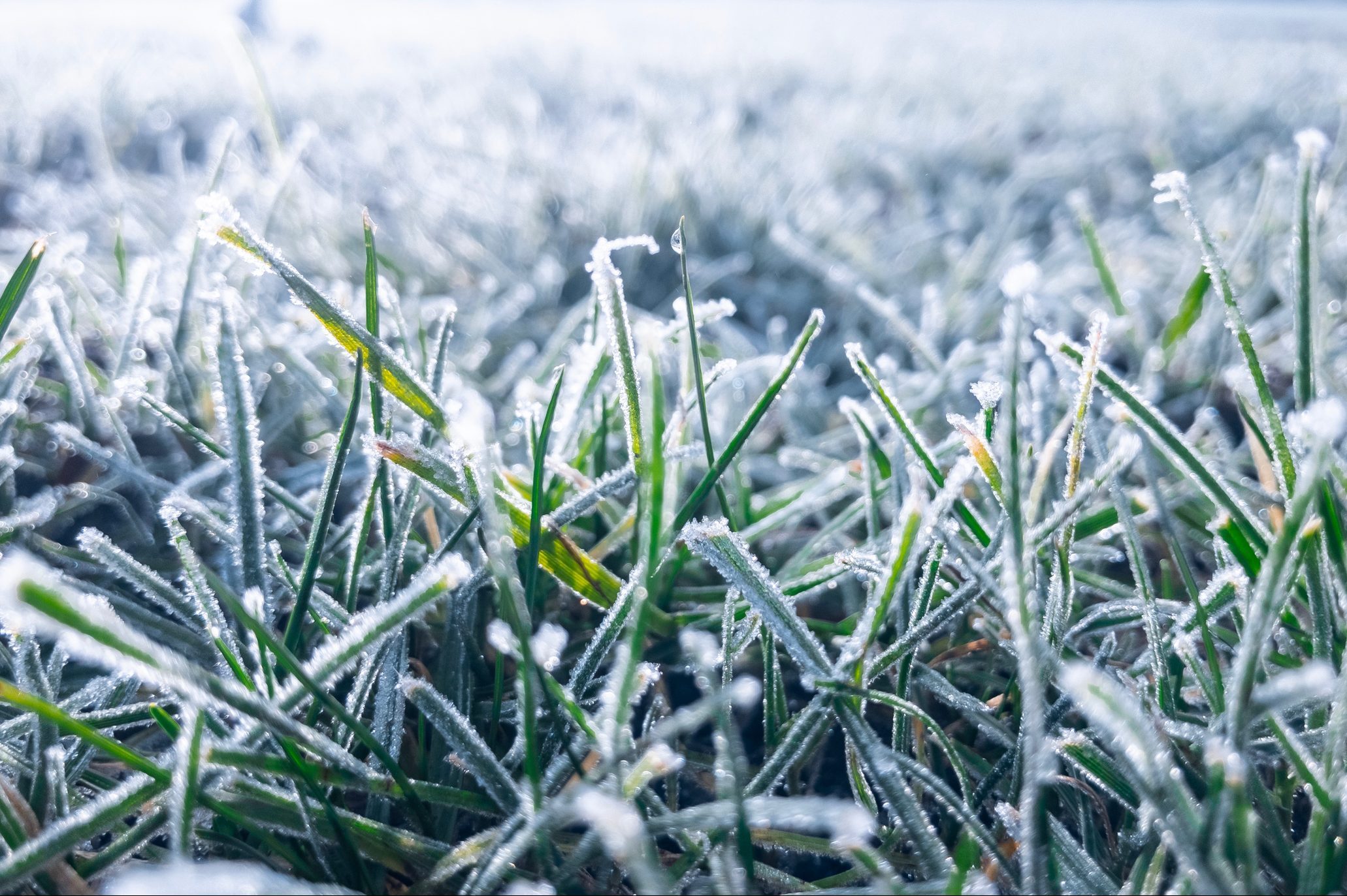 What Happens To Grass During the Winter?