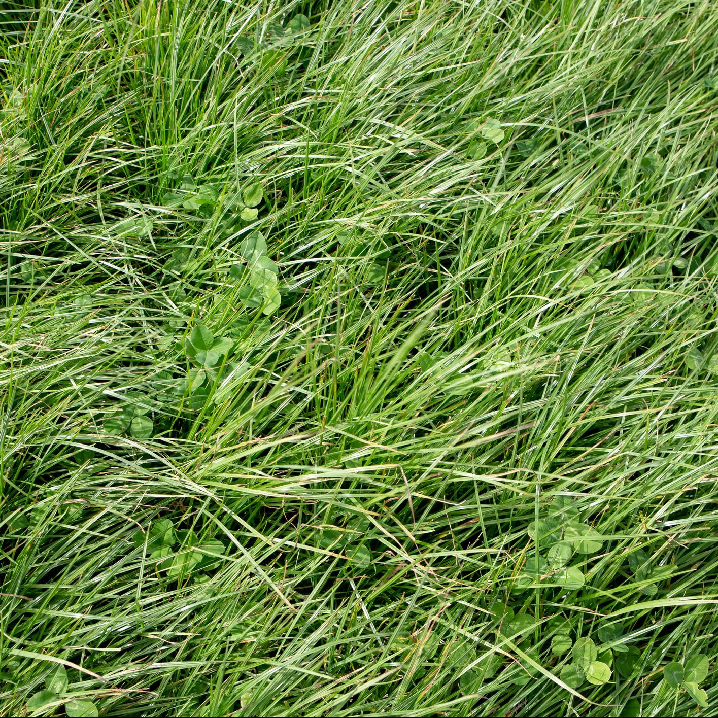 What Are CoolSeason Grasses? The Family Handyman