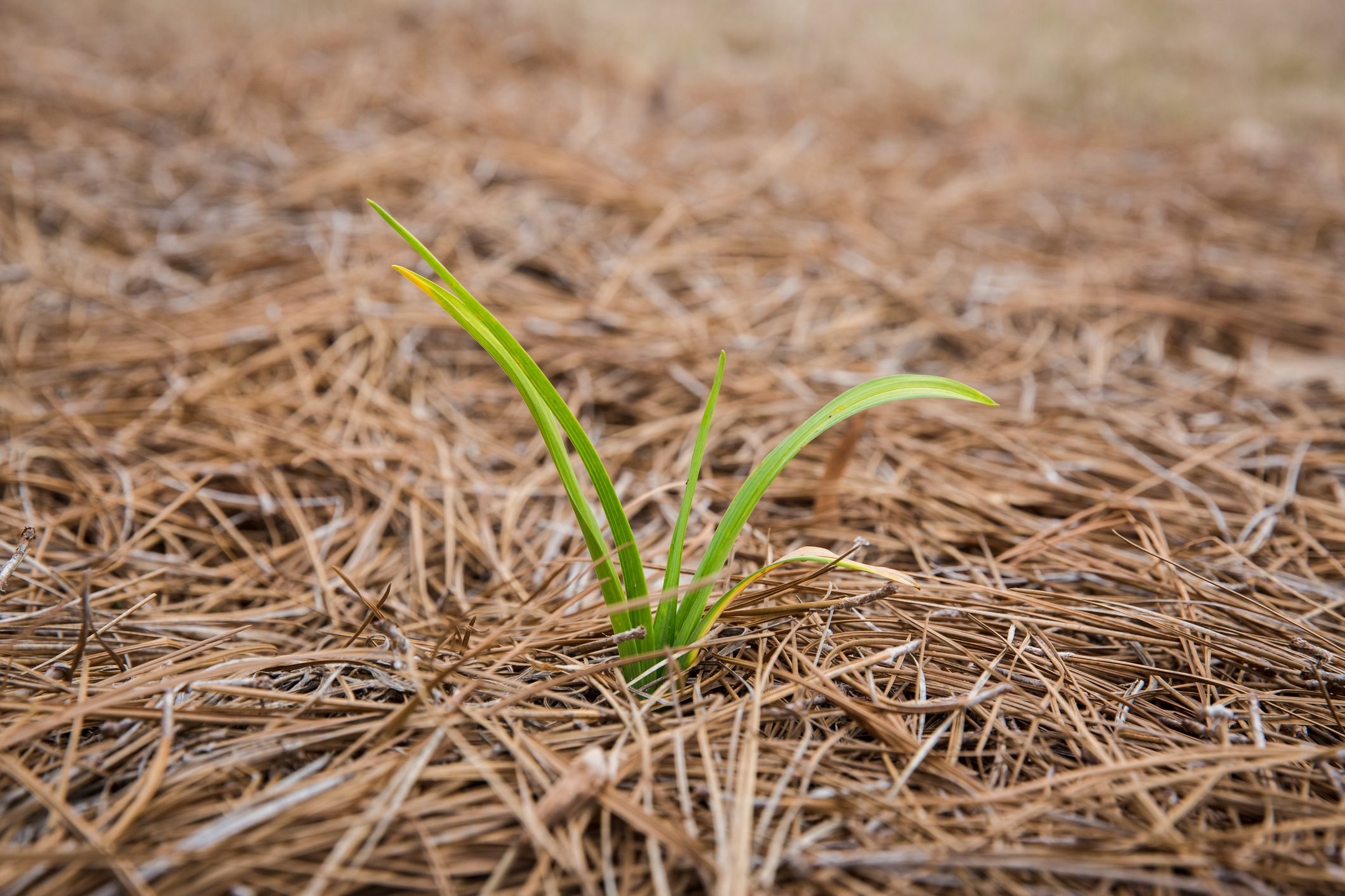 What To Know About Pine Needle Mulch