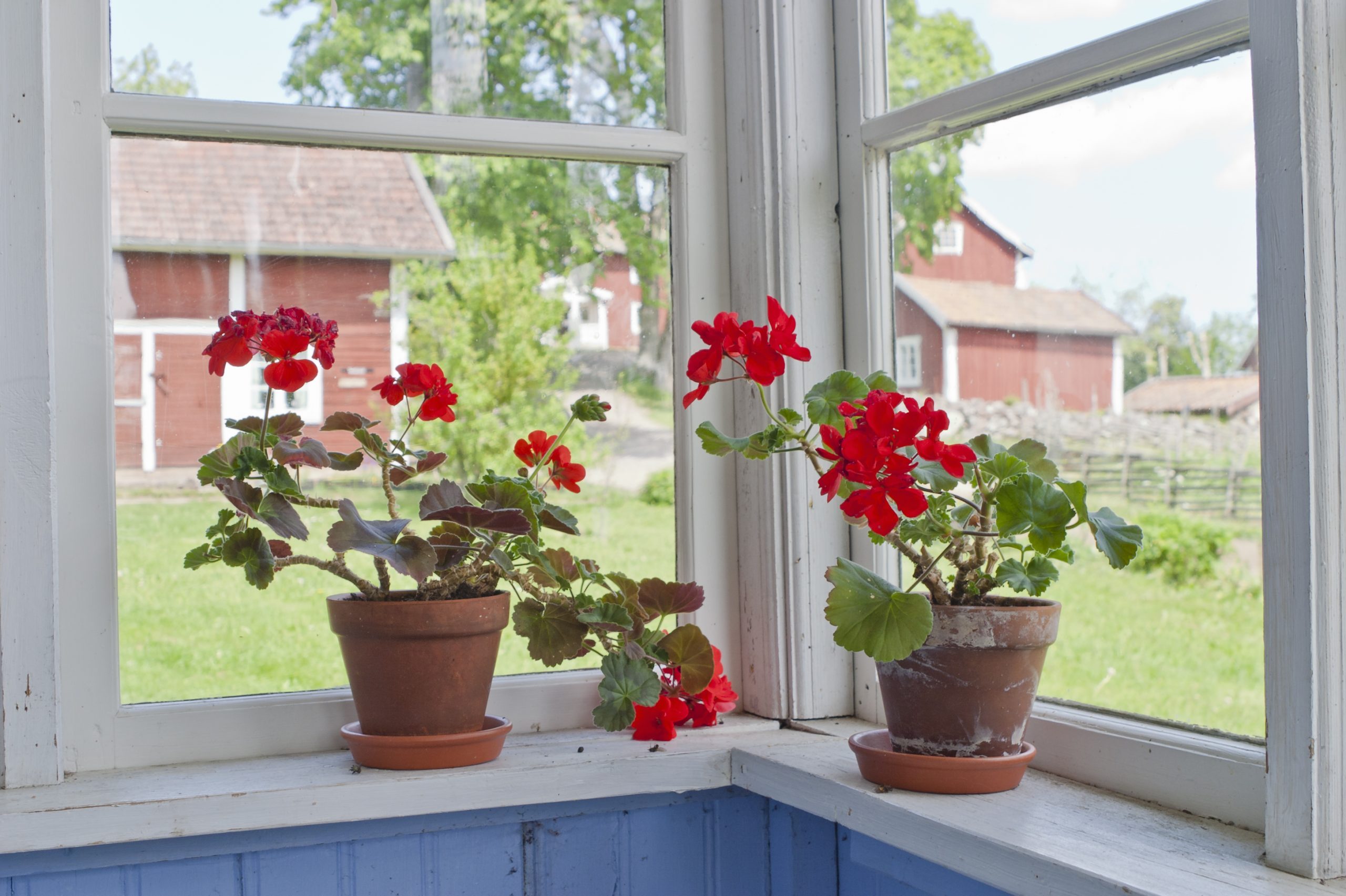 How To Overwinter Geraniums