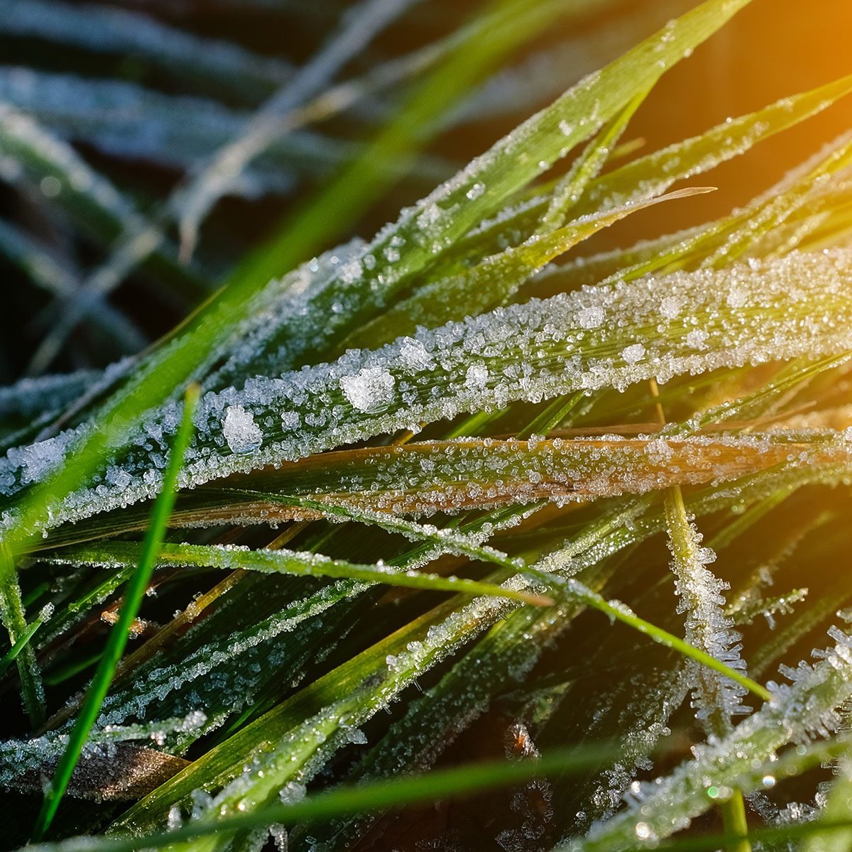 What To Know About Cool-Season Grasses