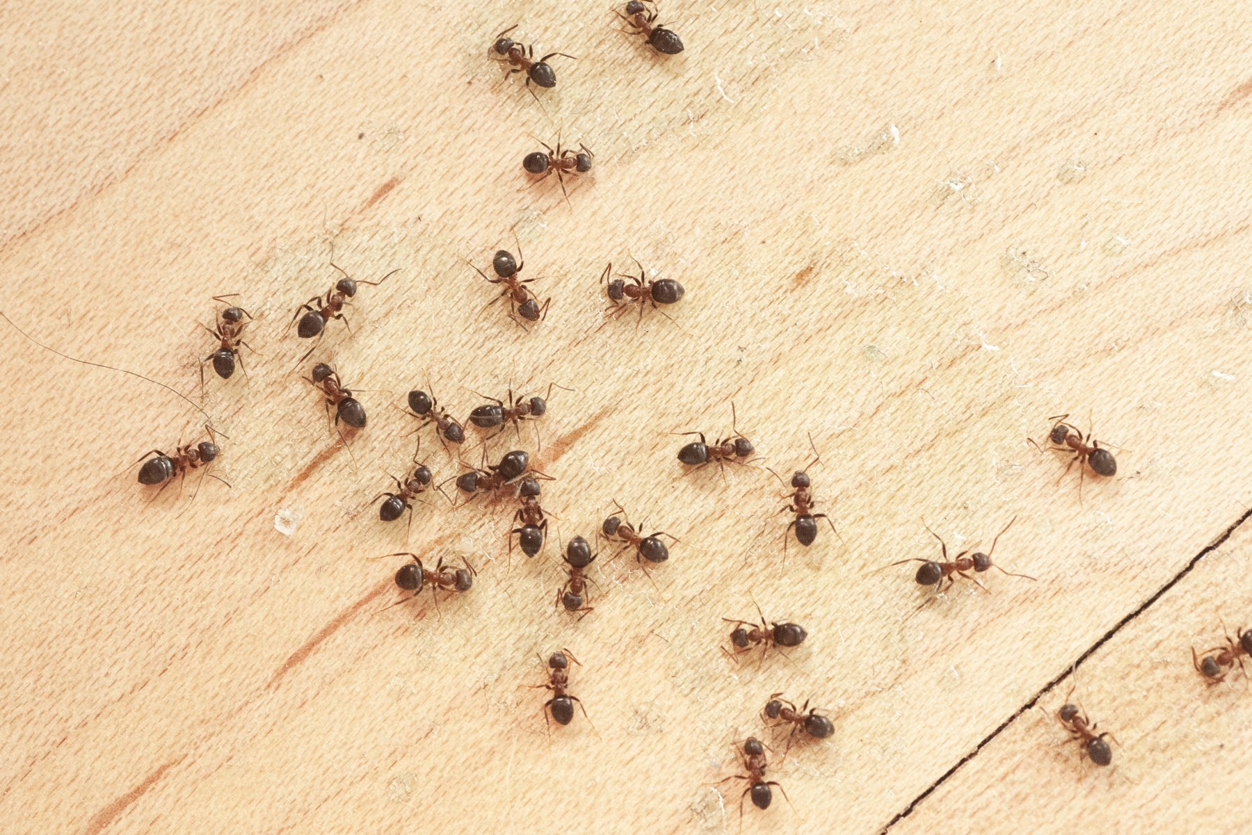 9 Things Your Ant Exterminator Wants You To Know