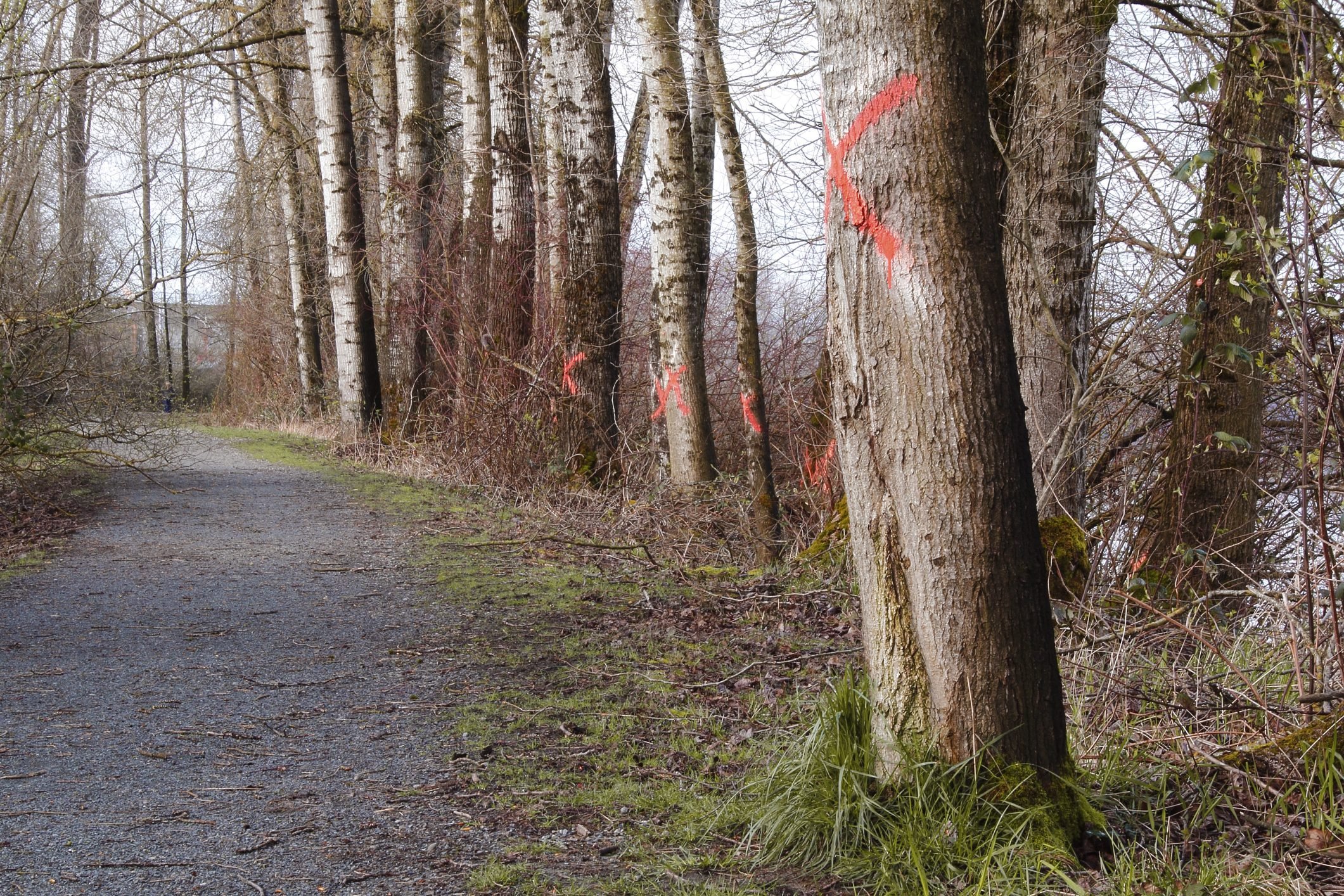 If You See Paint on Trees, This Is What It Means