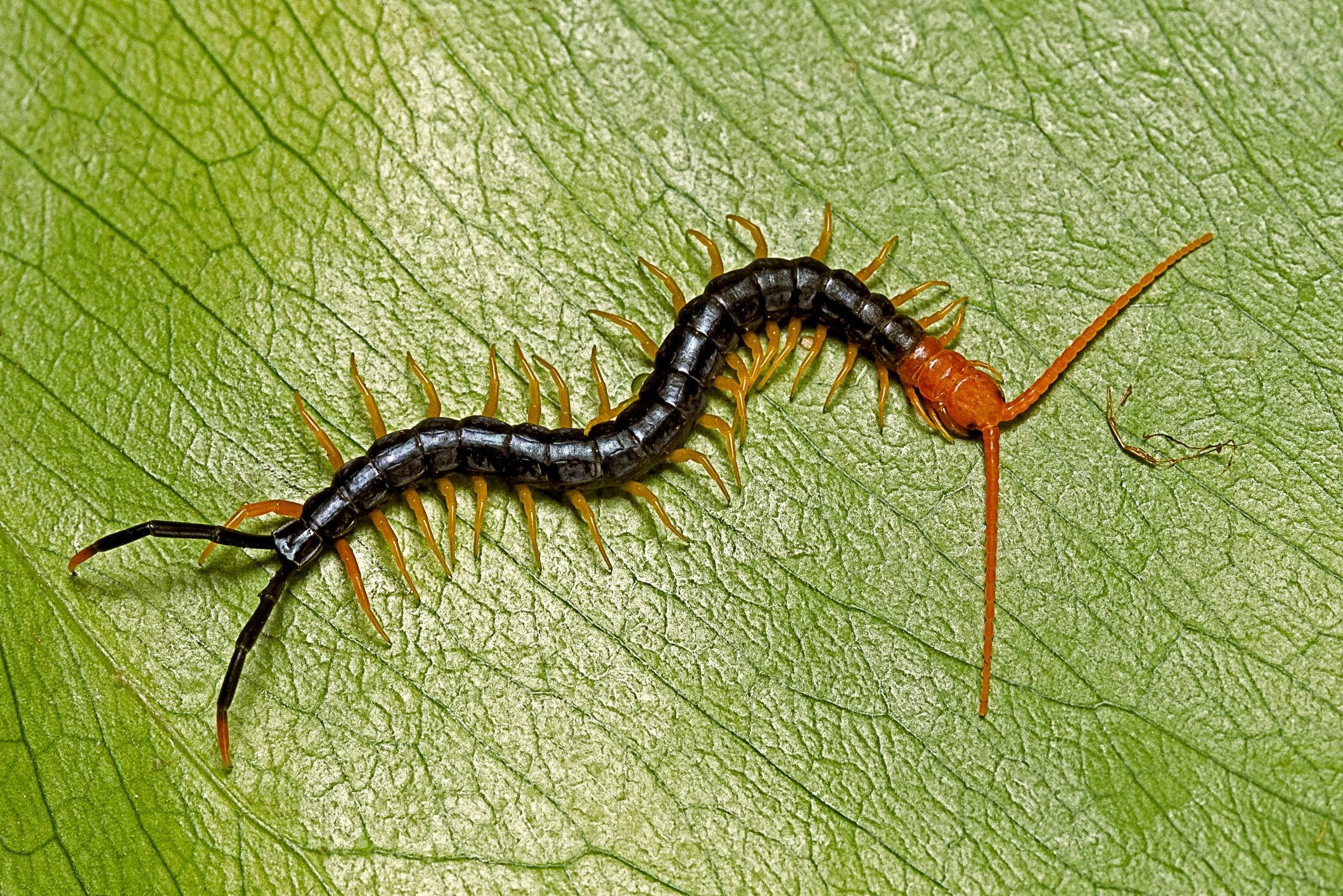 Do Centipedes Bite?