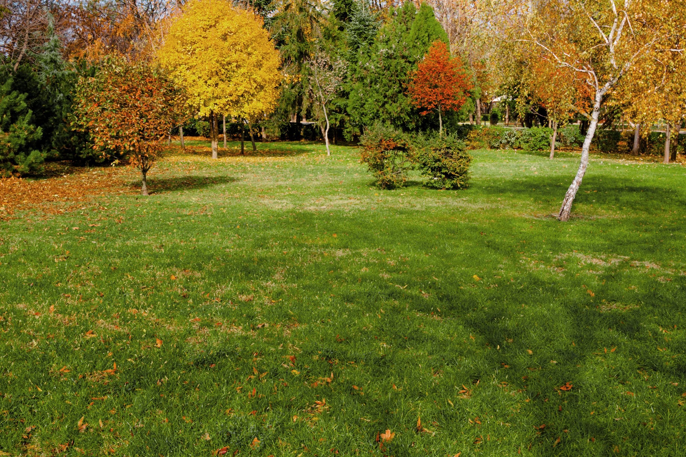 When Should I Stop Watering My Lawn in the Fall?