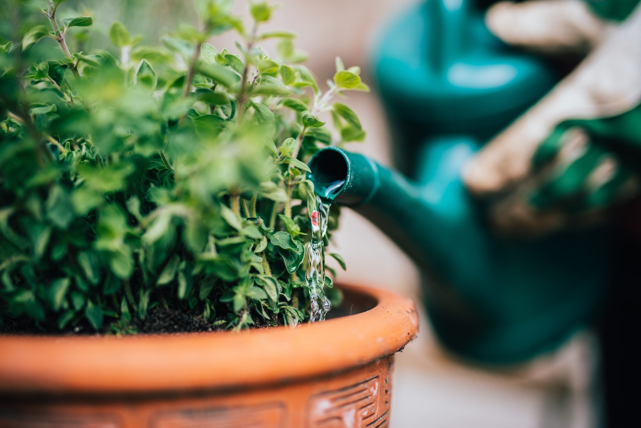 When Should You Stop Watering Your Plants in the Fall?