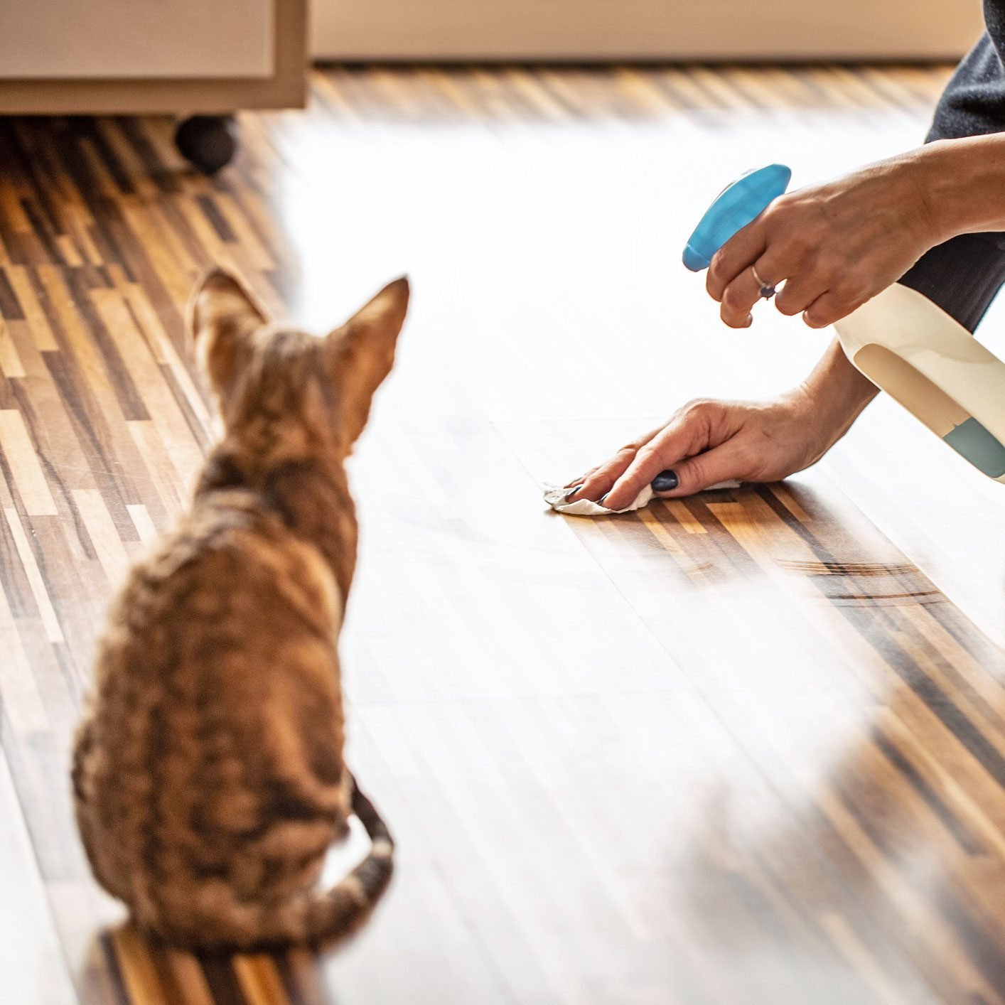 How To Stop Your Cat From Peeing Outside the Litter Box