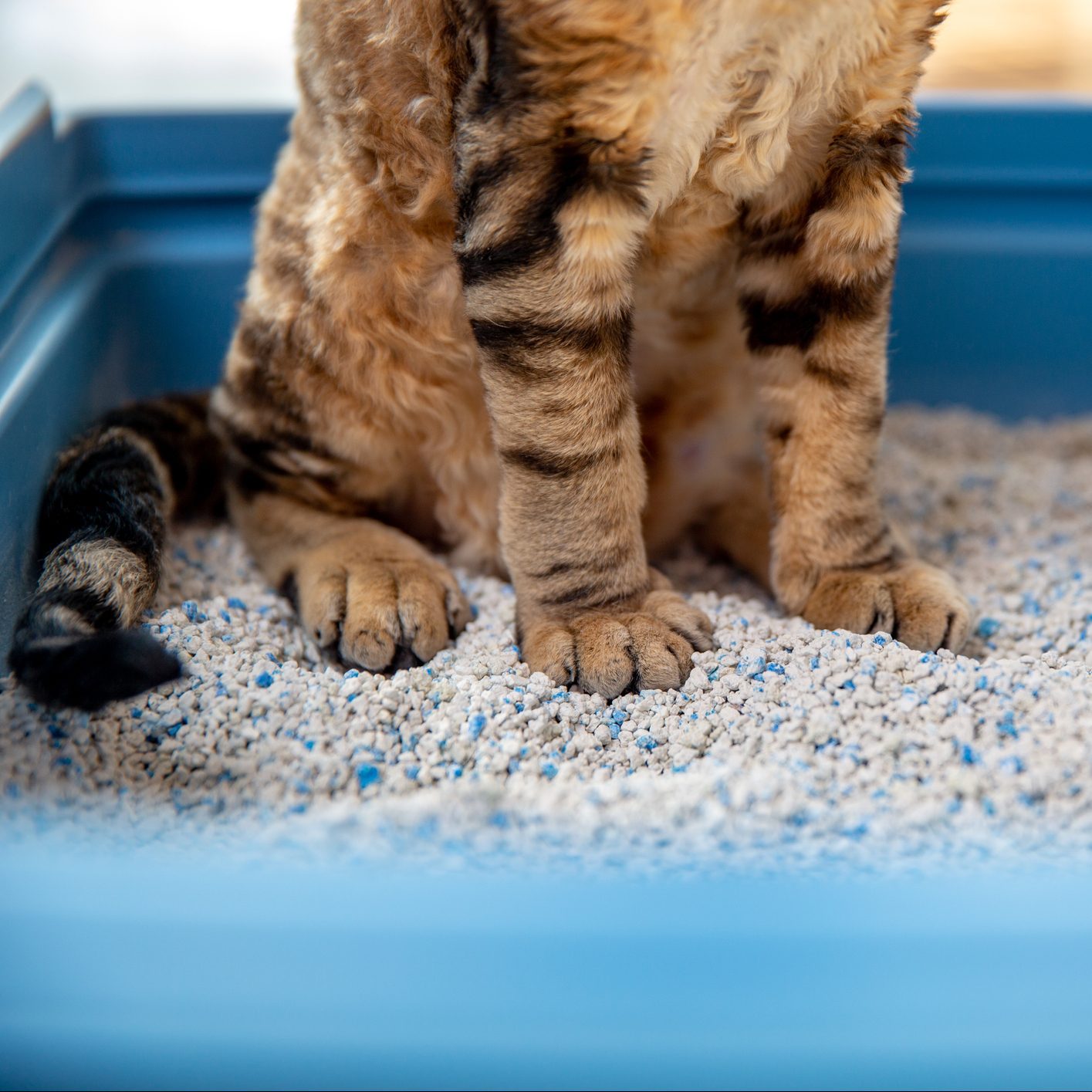 How To Stop Your Cat From Peeing Outside the Litter Box Family Handyman