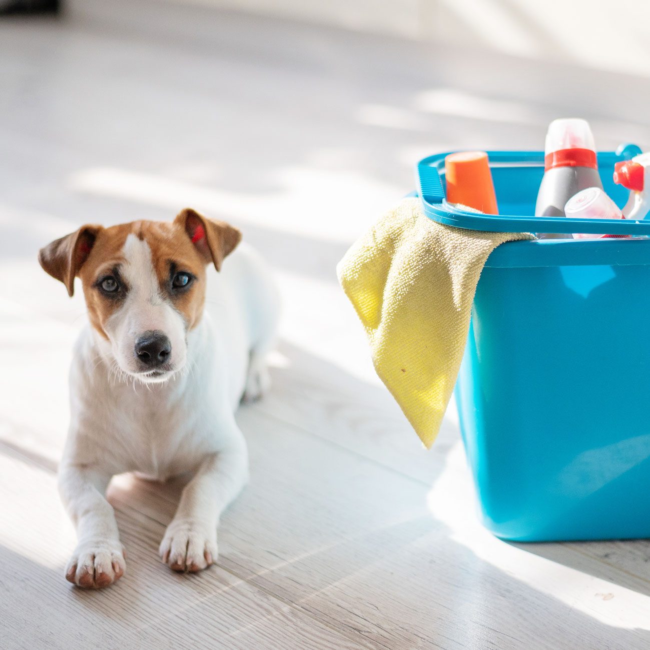 7 Pet-Safe Floor Cleaners and DIY Solutions (and Ingredients to Avoid)