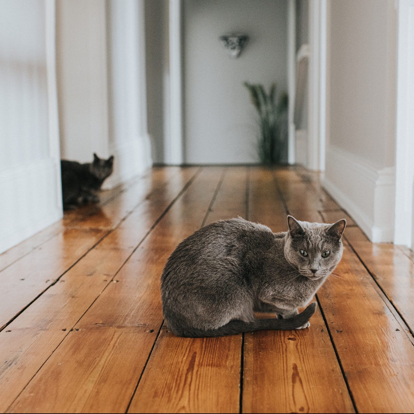 How to Stop Your Cat From Peeing on the Carpet Family Handyman