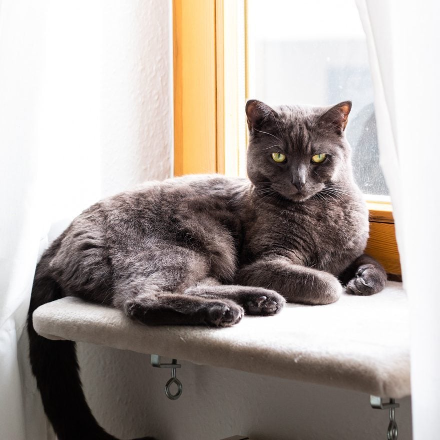 The 7 Best Cat Window Perches, Seats and Beds