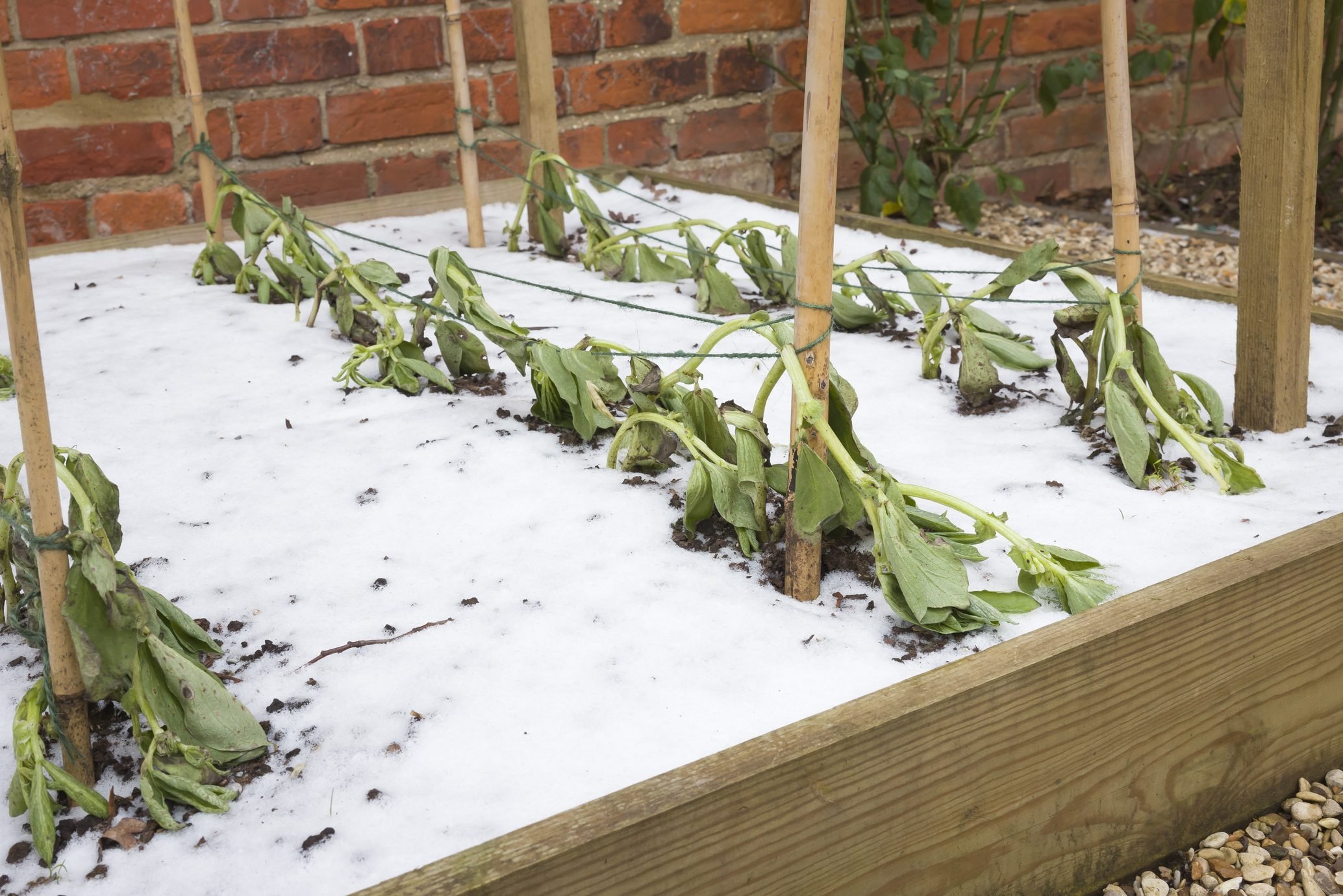 How To Close Down Your Vegetable Garden for the Winter