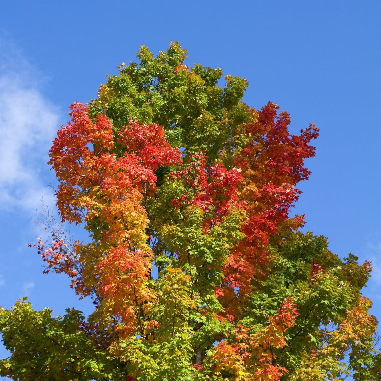 If Your Leaves Aren't Changing Colors This Fall, This Is What It Means
