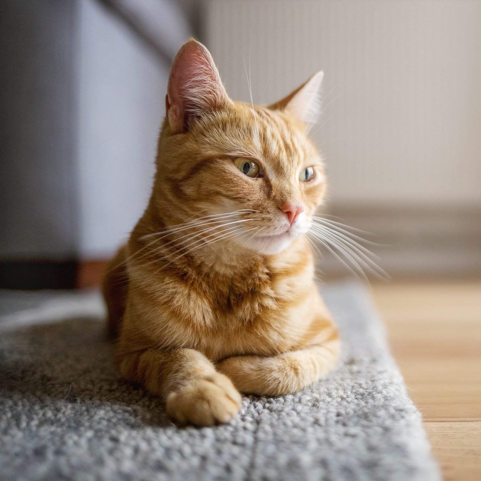 How to Stop Your Cat From Peeing on the Carpet